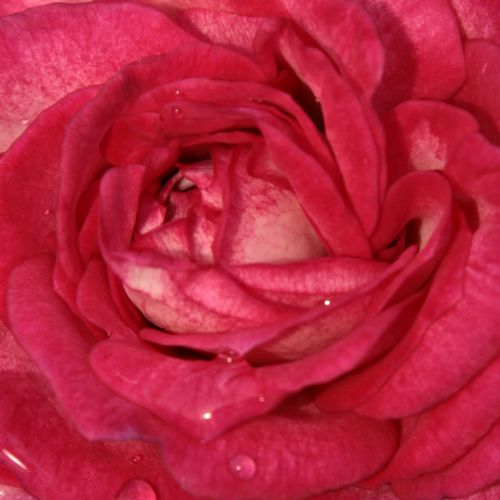 Online rózsa kertészet - virágágyi floribunda rózsa - rózsaszín - fehér - Rosa Daily Sketch™ - diszkrét illatú rózsa - Samuel Darragh McGredy IV. - Diszkrét illatú, különleges színű ágyásrózsa.